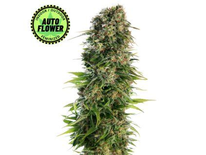 Hindu Kush Automatic SS 1