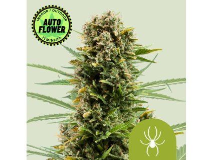 White Widow Auto RQ 1