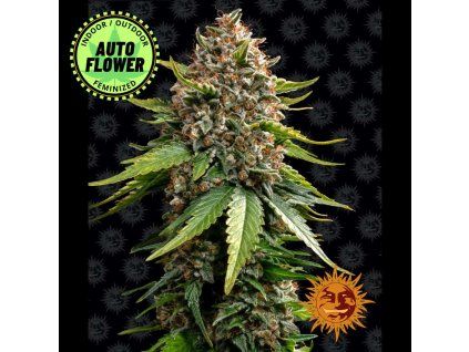 White Widow XXL Auto BF 11