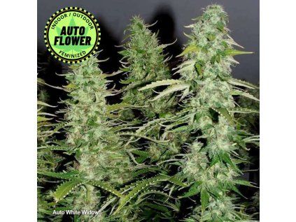 Auto White Widow DP 1