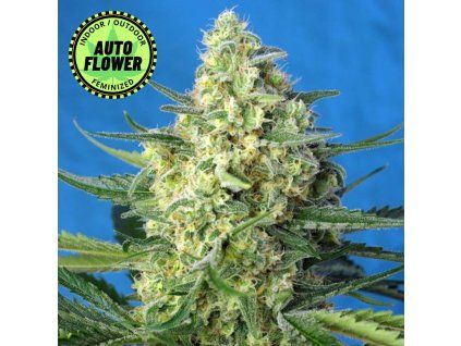 Jack 47 XL Auto SWS 1