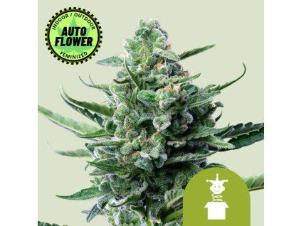 Royal Jack Auto RQ 1