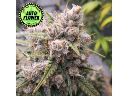 Auto Cinderella Jack DP 1