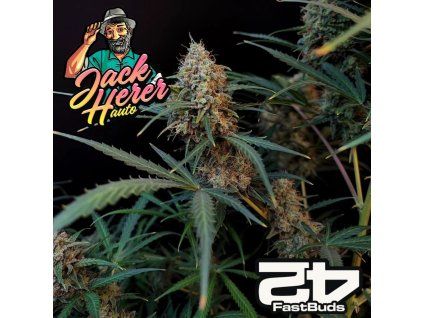Original Jack Herer Auto Fast Buds