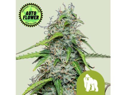 Royal Gorilla Auto RQ 1