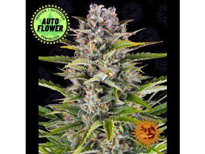 Gorilla Zkittlez Auto BF 1