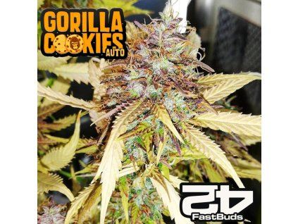 Gorilla Cookies Auto Fast Buds 1