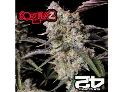 Gorilla Zkittlez Auto Fast Buds 1