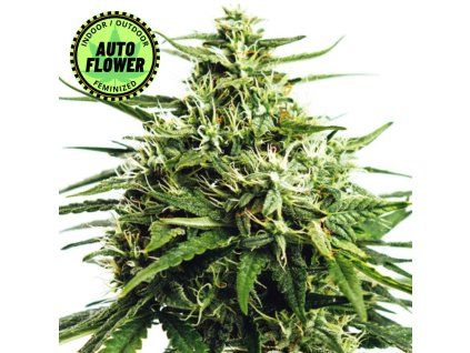 Vision Gorilla Auto VS 1