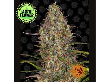 Glue Gelato Auto BF 1