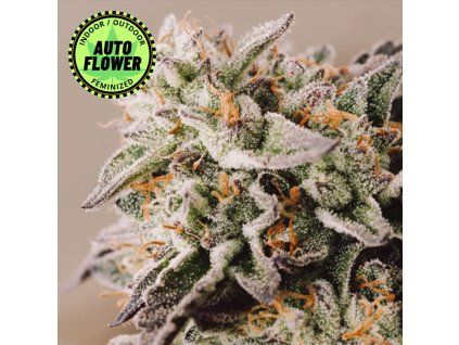 Vision Gelato Auto VS 1