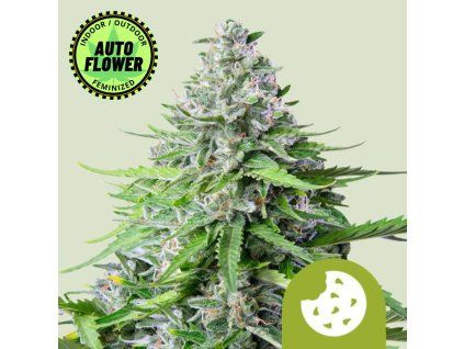 Royal Cookies Auto RQ 1