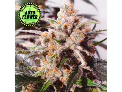 Auto Colorado Cookies DP 1