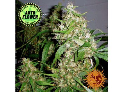 Critical Kush Auto BF 1