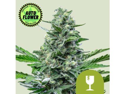 Royal Critical Auto RQ 1