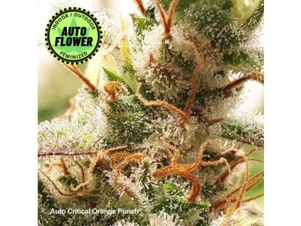 Auto Critical Orange Punch DP 1