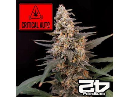 Original Critical Auto Fast Buds