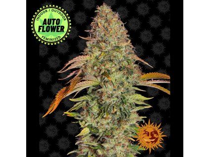 Zkittlez OG Auto BF 1