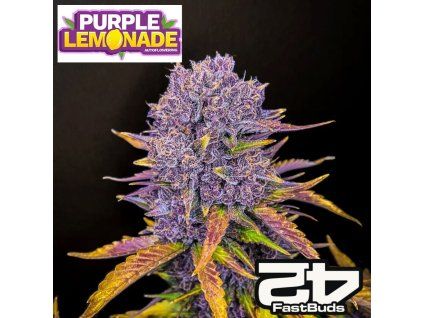 Purple Lemonade Auto Fastbuds 1