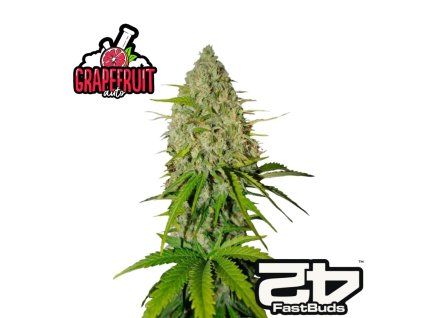 Grapefruit Auto fastbuds 1