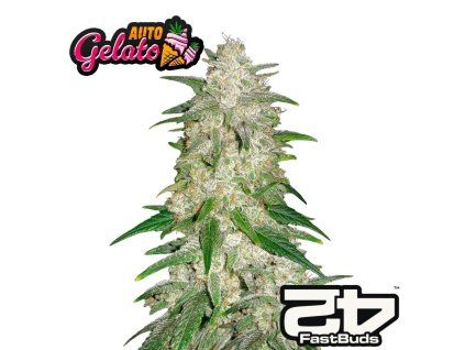 Gelato auto fastbuds 1