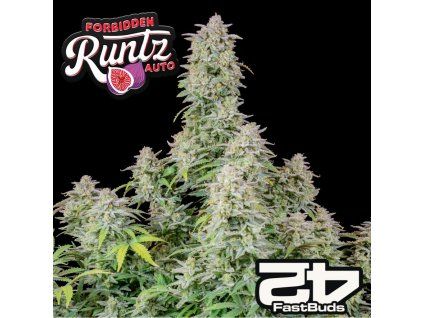 Forbidden Runtz Auto 1