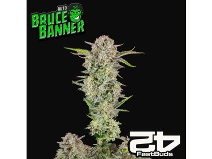 Bruce Banner auto fastbuds