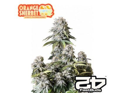 Orange Sherbet FF Fastbuds 1