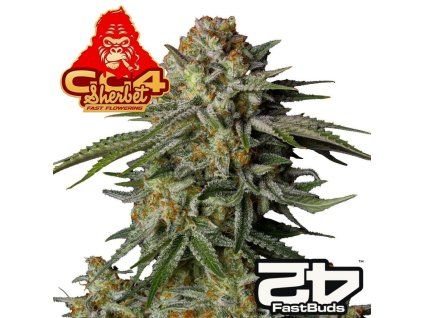 GG4 Sherbet FF fastbuds 1