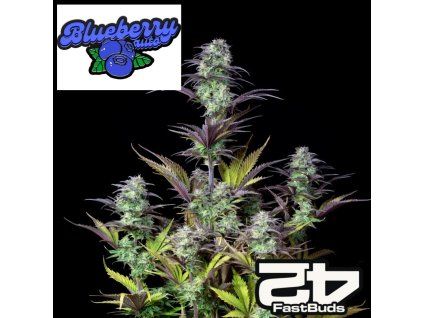 Blueberry auto fastbuds