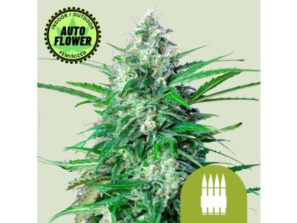 Royal Ak Automatic RQ 1