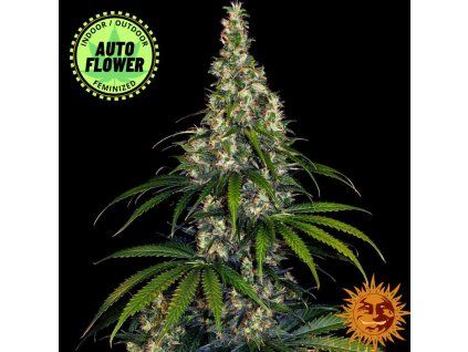 Amnesia Haze Auto BF 1