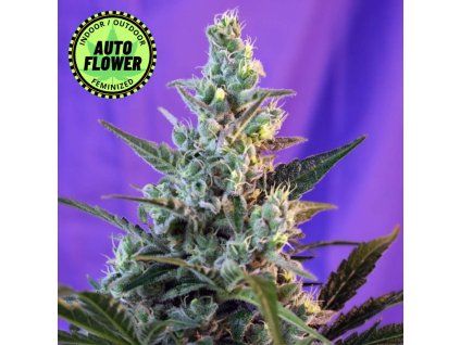 Sweet Skunk Auto SWS 1