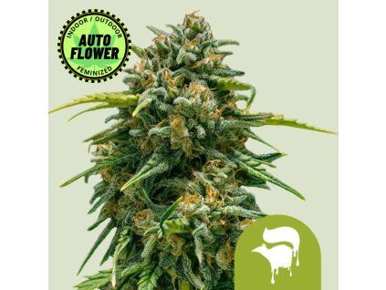 Sweet Skunk Auto RQ 1