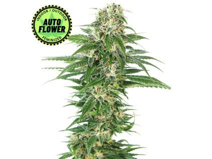 Early Skunk Automatic SS 1