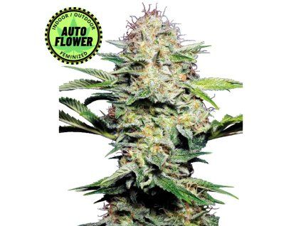 Sensi Skunk Auto SS 1