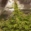 Jack Herer Auto FB 33