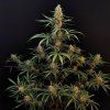 Jack Herer Auto FB 22
