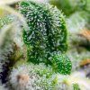 Gorilla Girl XL Auto SWS 22