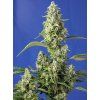 Gorilla Girl XL Auto SWS vv1
