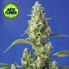 Gorilla Girl XL Auto SWS 1