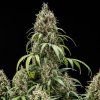 Cookies Gelato Auto RQ 55