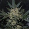 Girl Scout Cookies Auto FB 66