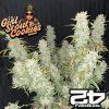 Girl Scout Cookies Auto Fast Buds B 1