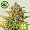 Sweet ZZ Auto - Royal Queen Seeds