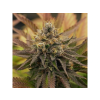 OG kush FEM RQS 3
