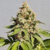 Royal AK FEM rqs 3