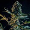 Royal Gorilla FEM RQS 3
