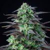 Skunk XL FEM RQS 3