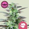 Skunk XL FEM RQS 1